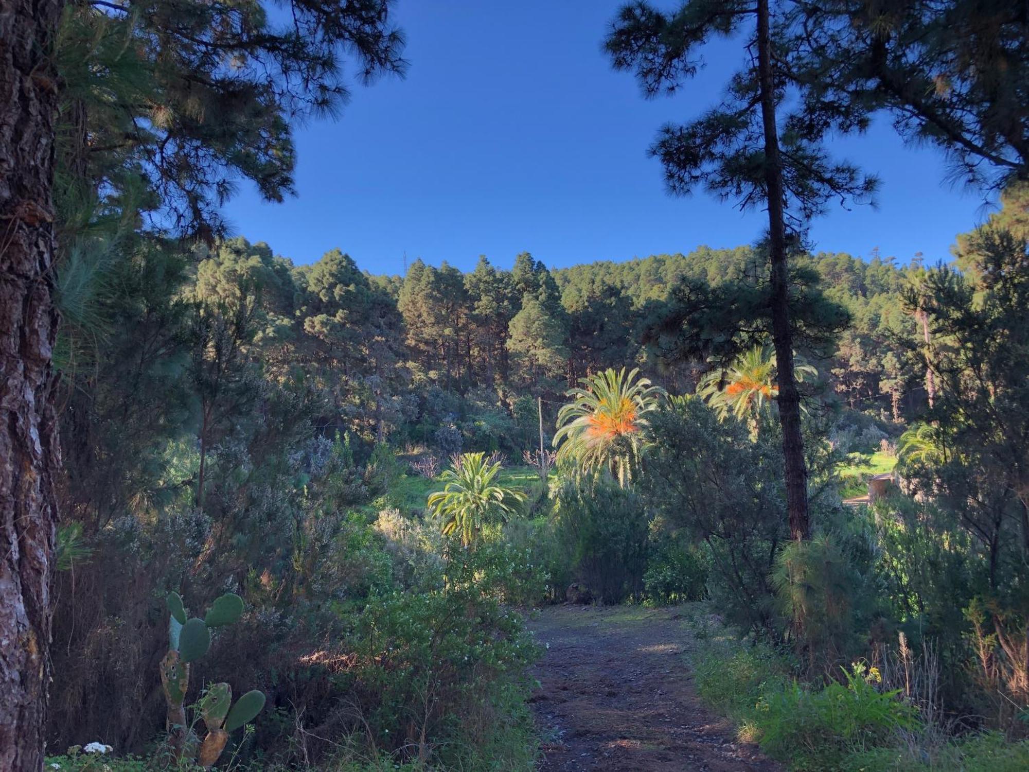 Monte Frio De Tenerife La Guancha エクステリア 写真